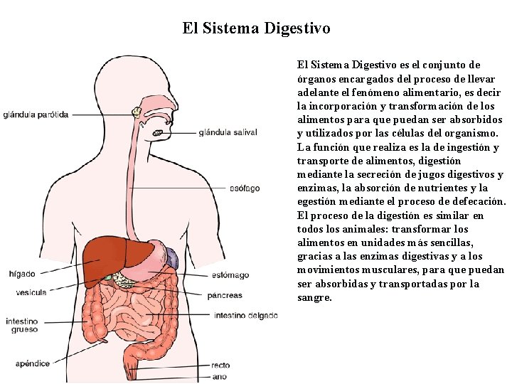 El Sistema Digestivo es el conjunto de órganos encargados del proceso de llevar adelante