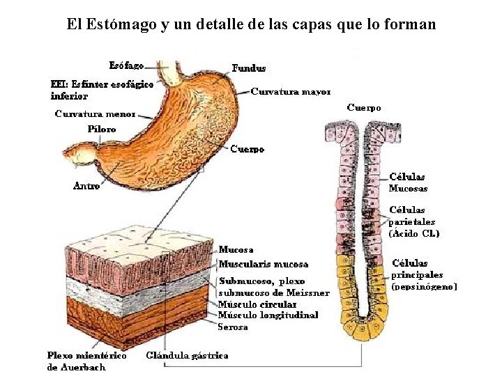 El Estómago y un detalle de las capas que lo forman 