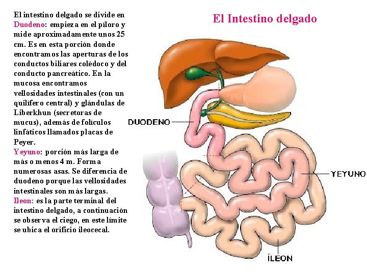 El intestino delgado se divide en Duodeno: empieza en el píloro y mide aproximadamente