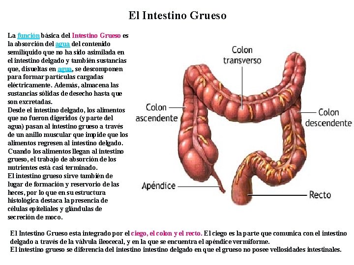 El Intestino Grueso La función básica del Intestino Grueso es la absorción del agua