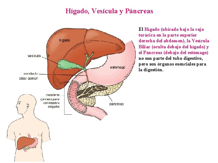 Hígado, Vesícula y Páncreas El Hígado (ubicado bajo la caja torácica en la parte