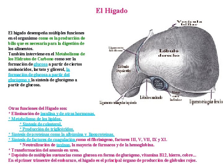 El Hígado El hígado desempeña múltiples funciones en el organismo como es la producción