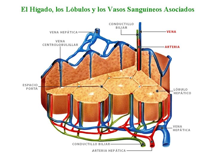 El Hígado, los Lóbulos y los Vasos Sanguíneos Asociados 