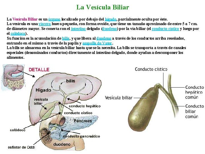 La Vesícula Biliar es un órgano localizado por debajo del hígado, parcialmente oculta por