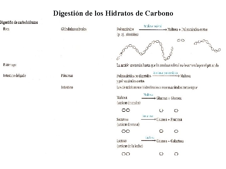 Digestión de los Hidratos de Carbono 