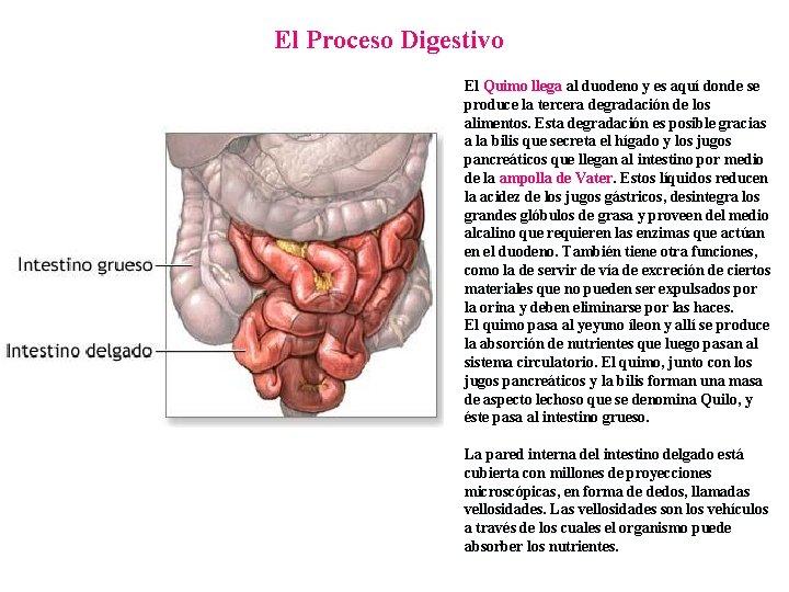El Proceso Digestivo El Quimo llega al duodeno y es aquí donde se produce