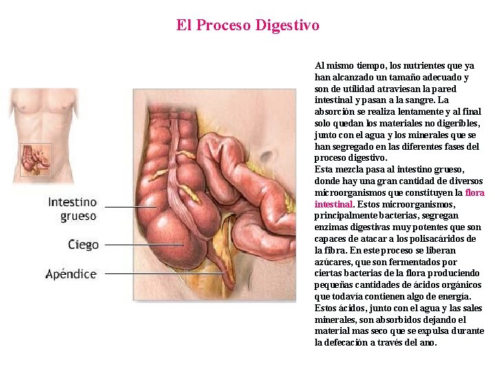 El Proceso Digestivo Al mismo tiempo, los nutrientes que ya han alcanzado un tamaño