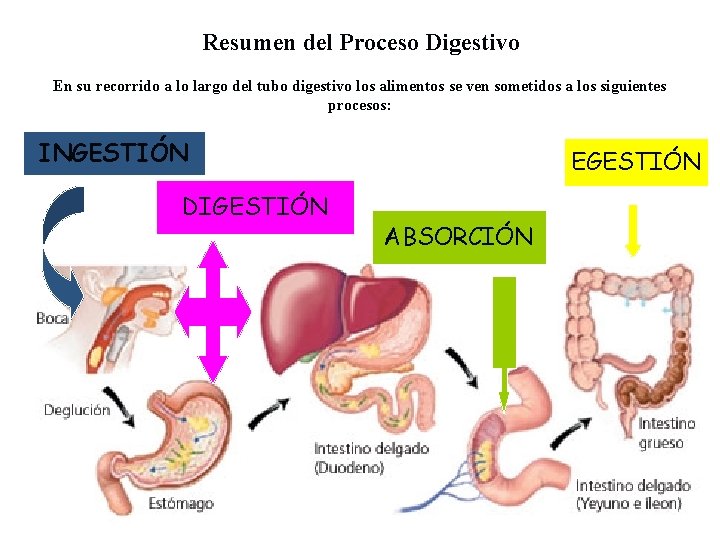 Resumen del Proceso Digestivo En su recorrido a lo largo del tubo digestivo los