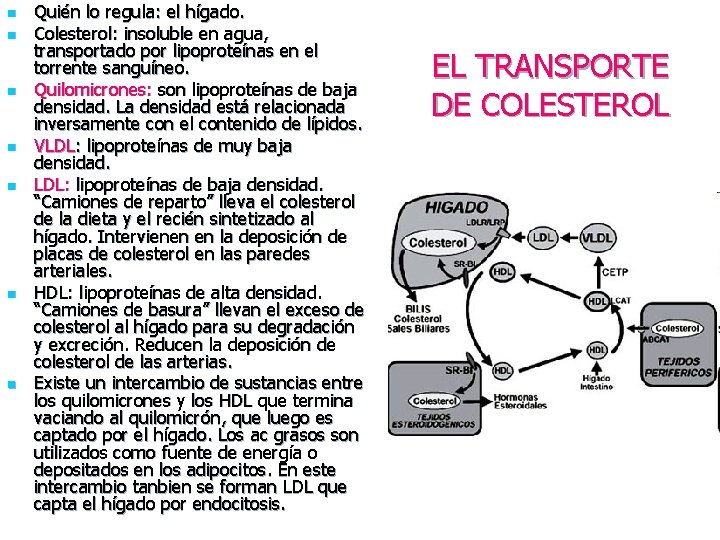 n n n n Quién lo regula: el hígado. Colesterol: insoluble en agua, transportado