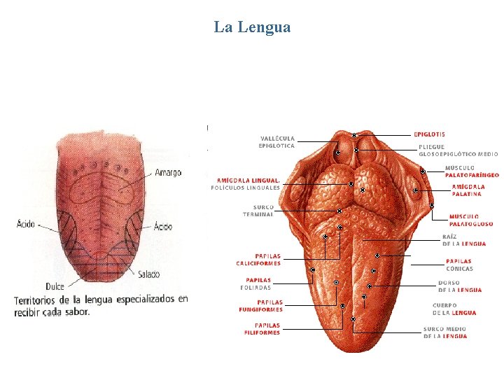 La Lengua La lengua es un órgano muscular que participa en la masticación, deglución