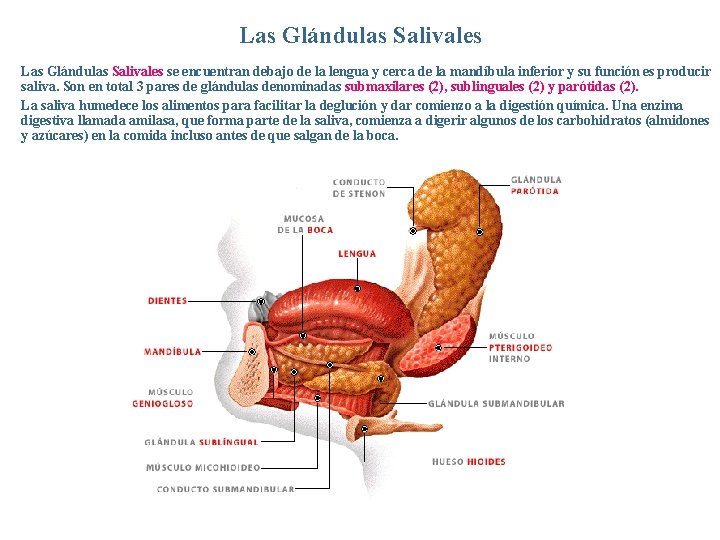 Las Glándulas Salivales se encuentran debajo de la lengua y cerca de la mandíbula