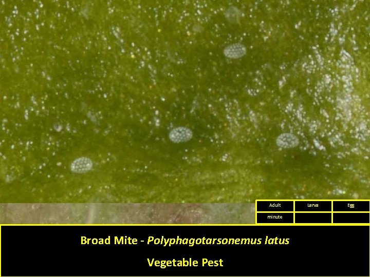 Adult minute Broad Mite - Polyphagotarsonemus latus Vegetable Pest Larva Egg 