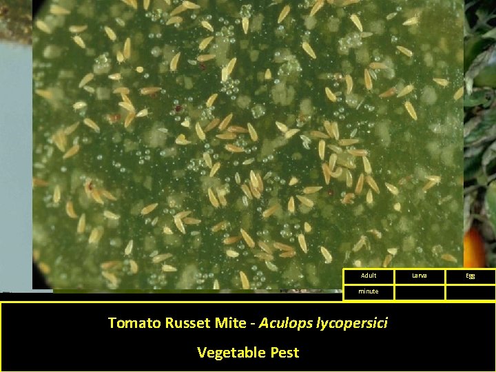 Adult minute Tomato Russet Mite - Aculops lycopersici Vegetable Pest Larva Egg 