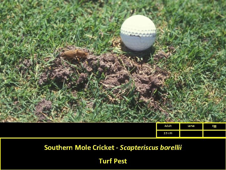 Adult 2. 5 cm Southern Mole Cricket - Scapteriscus borellii Turf Pest Larva Egg