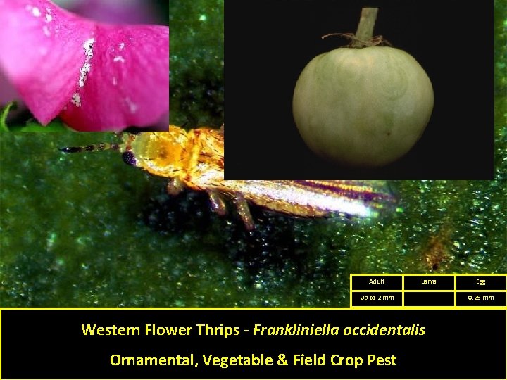 Adult Larva Up to 2 mm Western Flower Thrips - Frankliniella occidentalis Ornamental, Vegetable