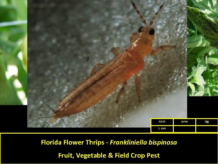 Adult 1 mm Florida Flower Thrips - Frankliniella bispinosa Fruit, Vegetable & Field Crop
