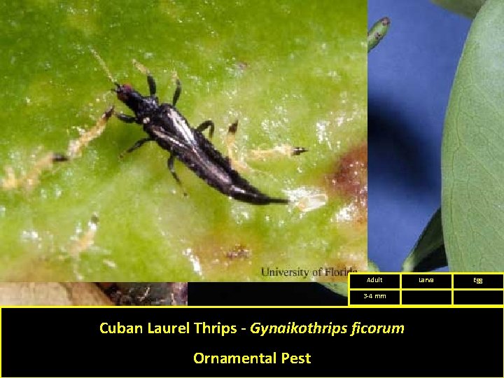 Adult 3 -4 mm Cuban Laurel Thrips - Gynaikothrips ficorum Ornamental Pest Larva Egg