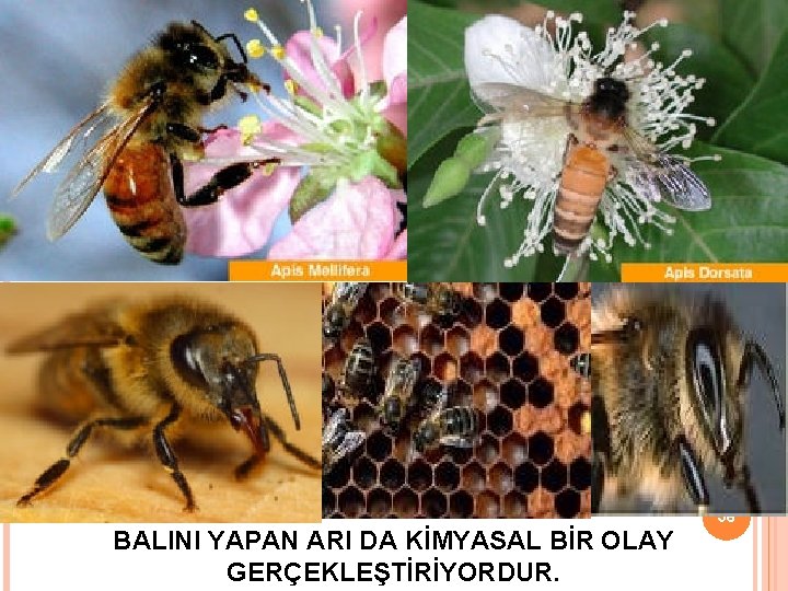 10/26/2020 36 BALINI YAPAN ARI DA KİMYASAL BİR OLAY GERÇEKLEŞTİRİYORDUR. 