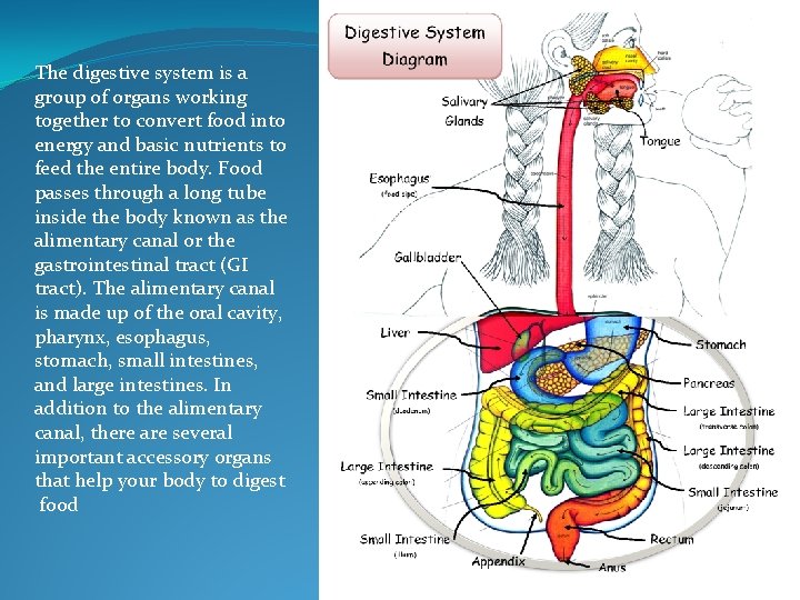 The digestive system is a group of organs working together to convert food into