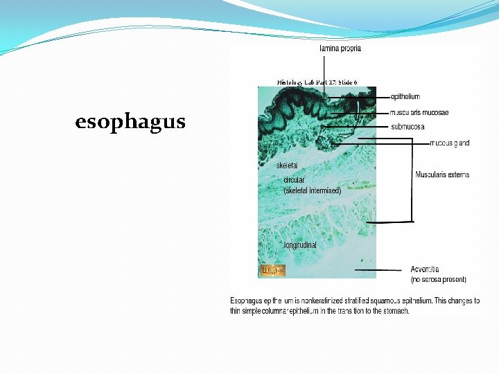 esophagus 