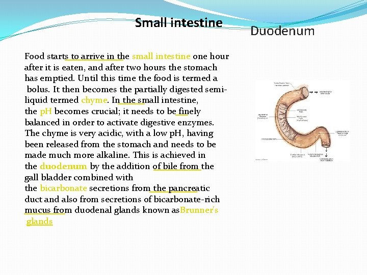 Small intestine Food starts to arrive in the small intestine one hour after it