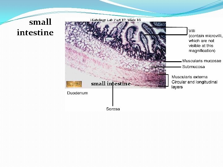 small intestine 