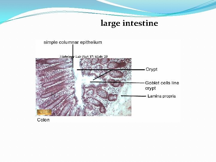 large intestine 