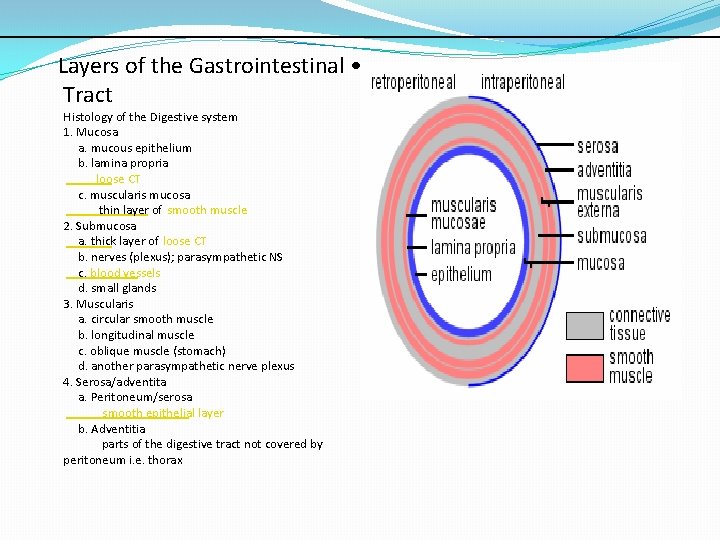 Layers of the Gastrointestinal • Tract Histology of the Digestive system 1. Mucosa a.