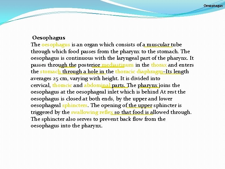 Oesophagus The oesophagus is an organ which consists of a muscular tube through which