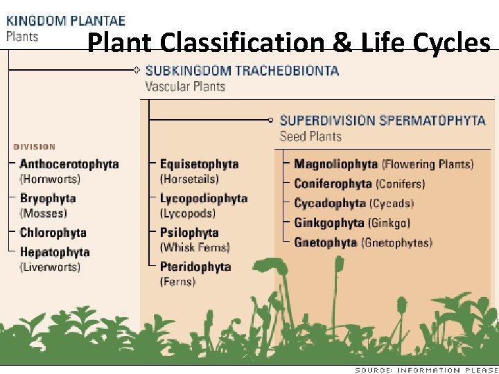 Plant Classification & Life Cycles 