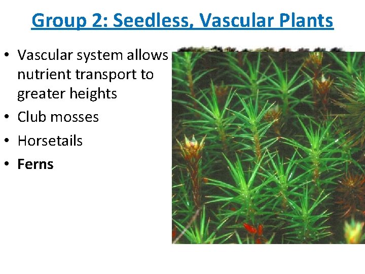 Group 2: Seedless, Vascular Plants • Vascular system allows nutrient transport to greater heights