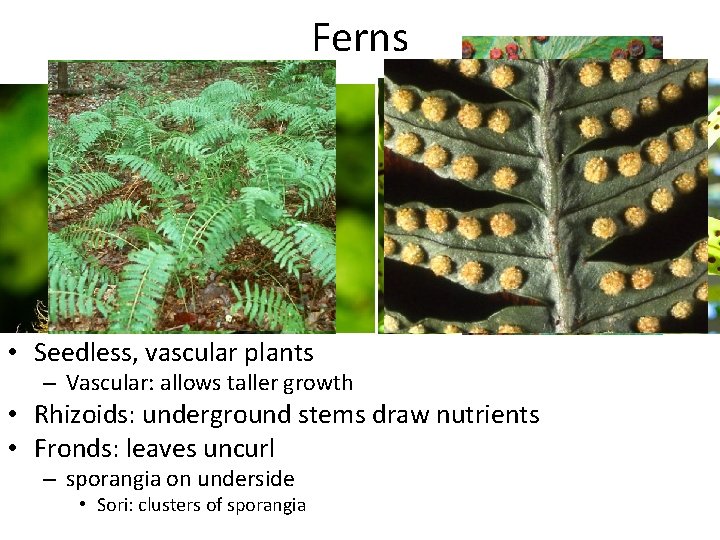 Ferns • Seedless, vascular plants – Vascular: allows taller growth • Rhizoids: underground stems