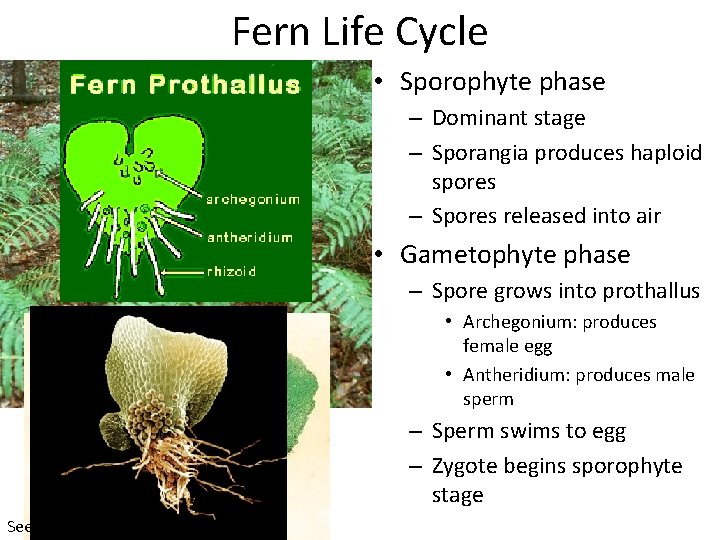 Fern Life Cycle • Sporophyte phase – Dominant stage – Sporangia produces haploid spores