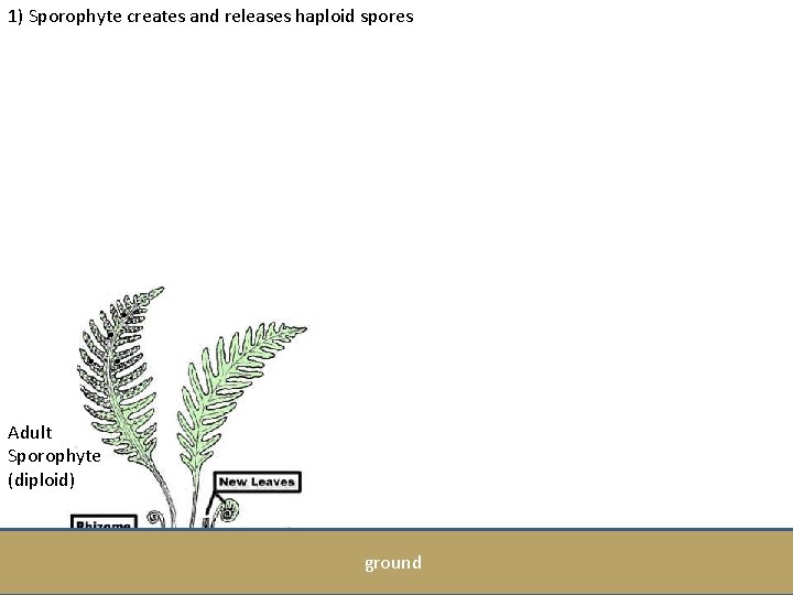 1) Sporophyte creates and releases haploid spores . . Adult Sporophyte (diploid) ground 