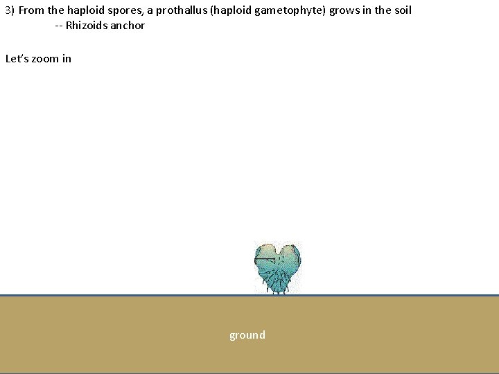 3) From the haploid spores, a prothallus (haploid gametophyte) grows in the soil --