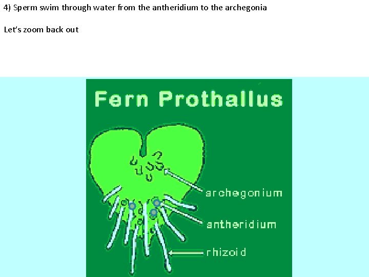 4) Sperm swim through water from the antheridium to the archegonia Let’s zoom back