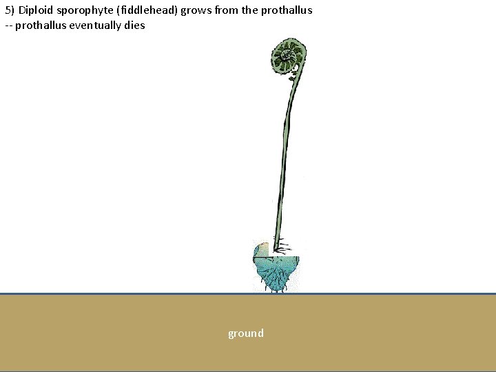 5) Diploid sporophyte (fiddlehead) grows from the prothallus -- prothallus eventually dies ground 