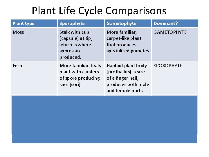 Plant Life Cycle Comparisons Plant type Sporophyte Gametophyte Dominant? Moss Stalk with cup (capsule)