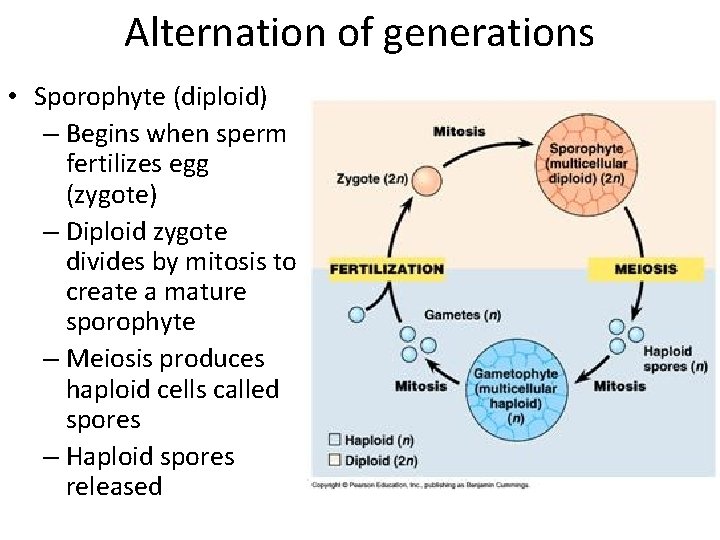 Alternation of generations • Sporophyte (diploid) – Begins when sperm fertilizes egg (zygote) –