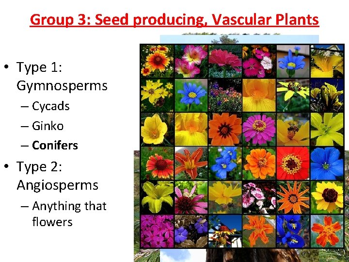 Group 3: Seed producing, Vascular Plants • Type 1: Gymnosperms – Cycads – Ginko