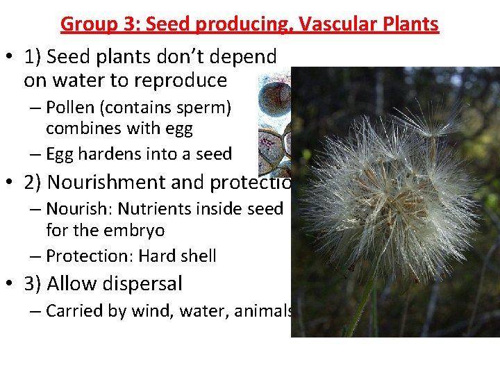 Group 3: Seed producing, Vascular Plants • 1) Seed plants don’t depend on water