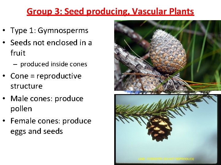 Group 3: Seed producing, Vascular Plants • Type 1: Gymnosperms • Seeds not enclosed