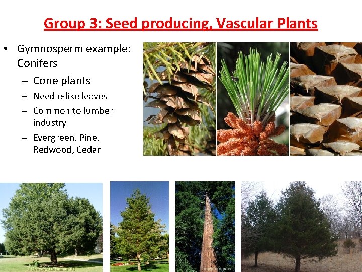 Group 3: Seed producing, Vascular Plants • Gymnosperm example: Conifers – Cone plants –