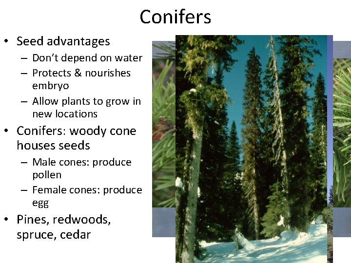 Conifers • Seed advantages – Don’t depend on water – Protects & nourishes embryo