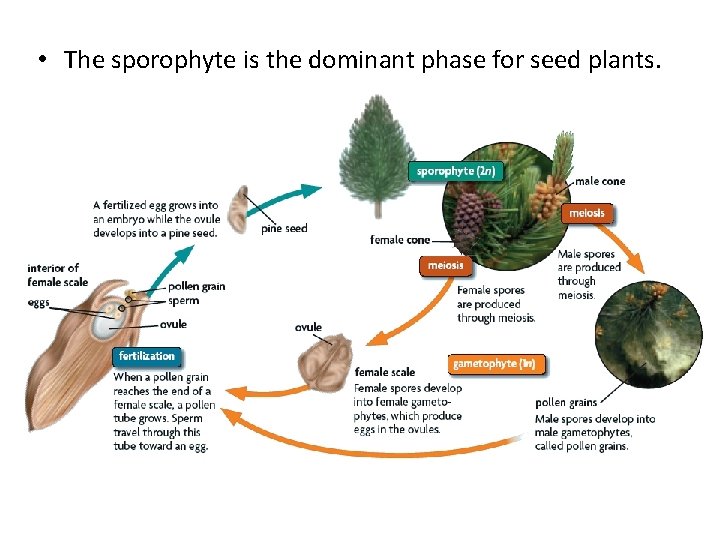  • The sporophyte is the dominant phase for seed plants. 