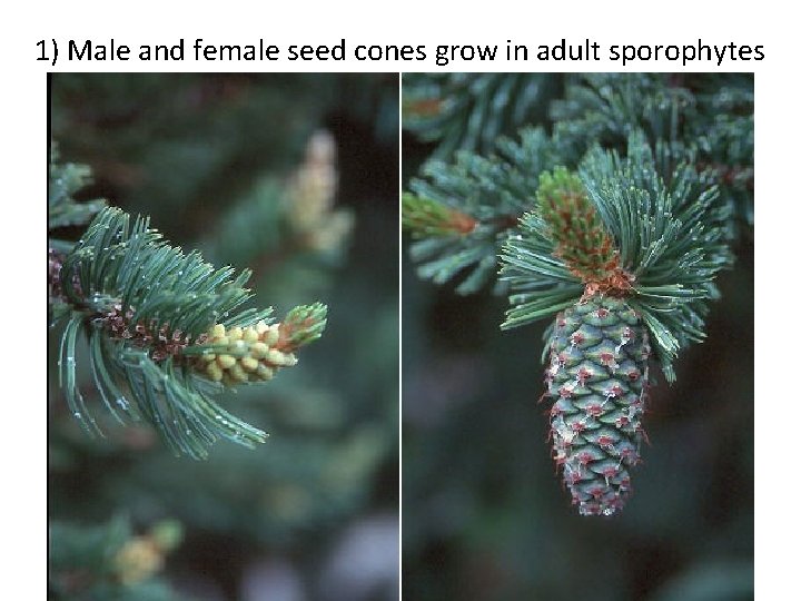 1) Male and female seed cones grow in adult sporophytes 