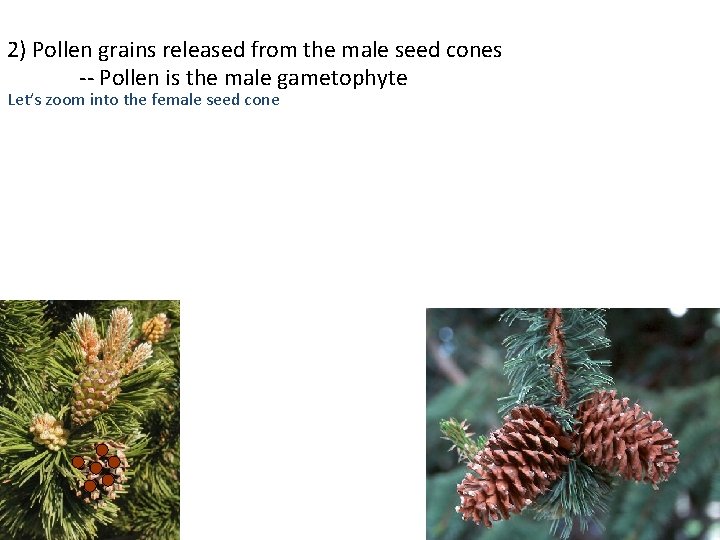 2) Pollen grains released from the male seed cones -- Pollen is the male