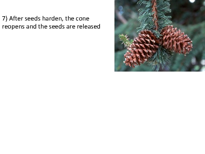 7) After seeds harden, the cone reopens and the seeds are released 