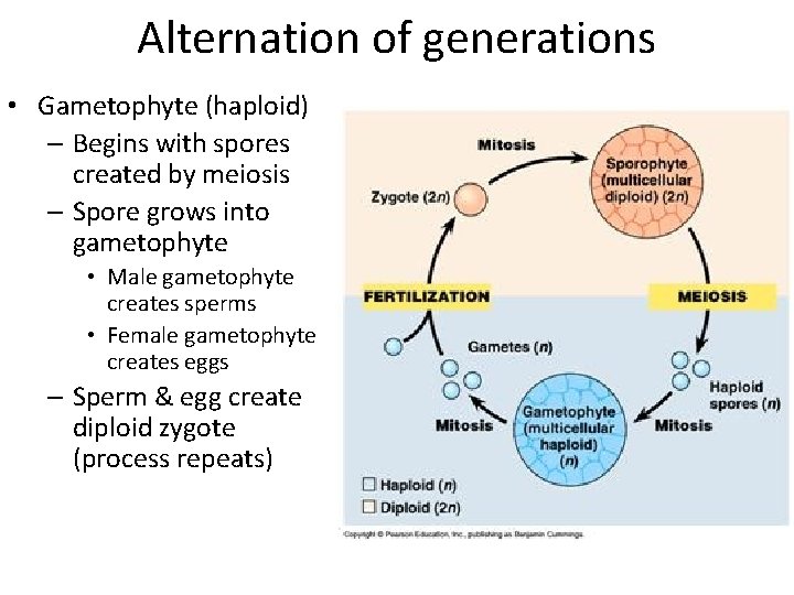 Alternation of generations • Gametophyte (haploid) – Begins with spores created by meiosis –