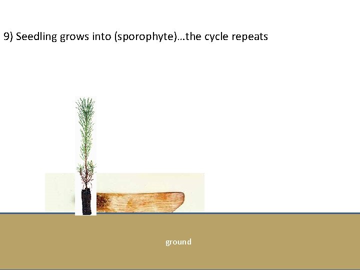 9) Seedling grows into (sporophyte)…the cycle repeats ground 